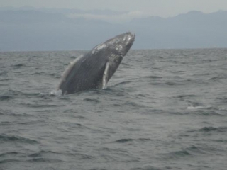 ballenas grises